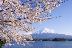 Seeing Mt. Fuji in Spring